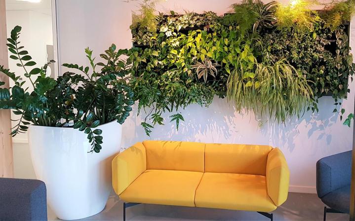 Installation plante verte de bureaux Lille