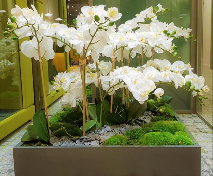 Location plante d'intérieur Lille