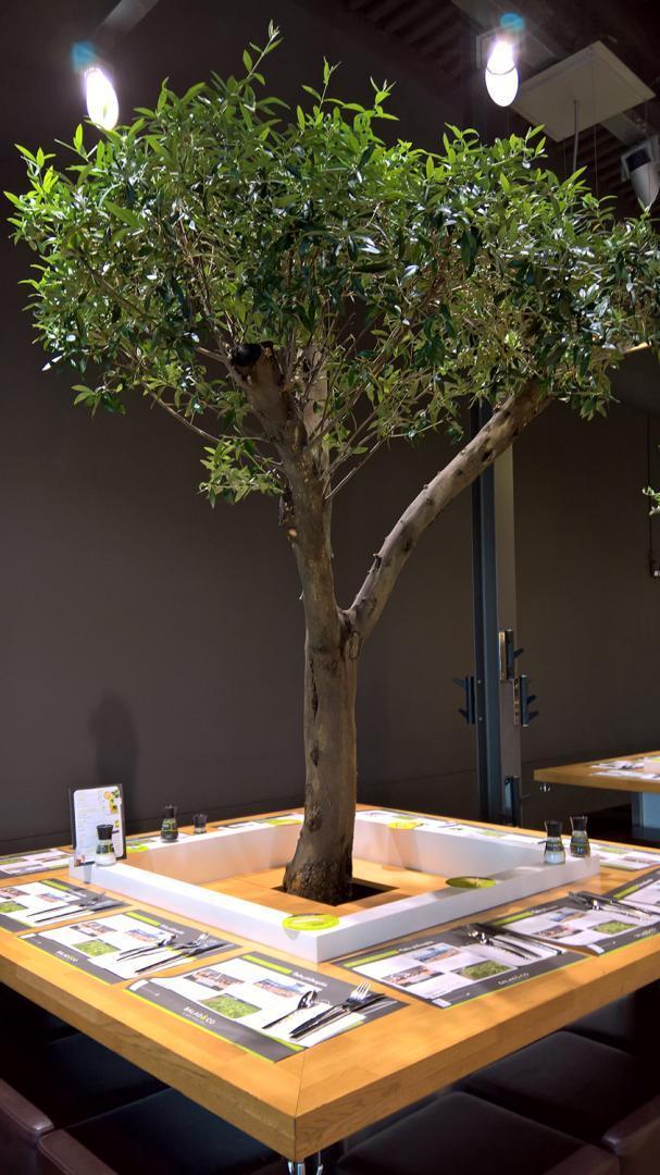 Entretien de végétaux d'intérieur Lille